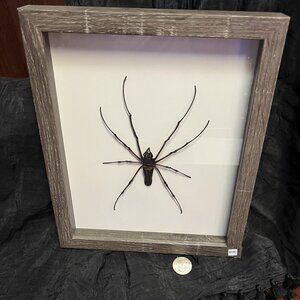 Interesting Real Spider Picture